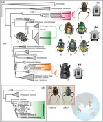 From museum drawer to tree: Historical DNA phylogenomics clarifies the systematics of rare dung beetles (Coleoptera: Scarabaeinae) from museum collections