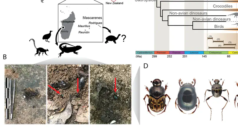Metagenomics reveals that dung beetles (Coleoptera: Scarabaeinae) broadly feed on reptile dung. Did they also feed on that of dinosaurs?