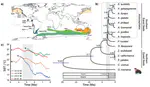 Phylogenomic Discordance in the Eared Seals is best explained by Incomplete Lineage Sorting following Explosive Radiation in the Southern Hemisphere